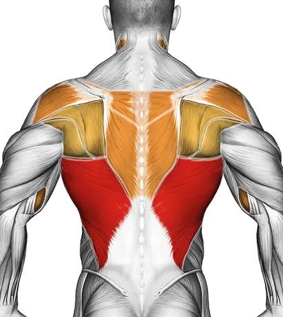 Band Assisted Pull-Up (Version 3) — Muscles worked: Lats, Rear delts, Upper back, Biceps, Forearms, Neck (Back)