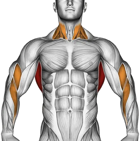 Band Assisted Pull-Up (Version 3) — Muscles worked: Lats, Rear delts, Upper back, Biceps, Forearms, Neck (Front)