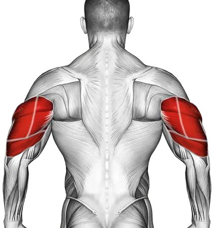 Lever Triceps Extension (Version 2) — Muscles worked: Triceps, Front delts (Back)