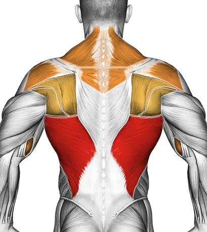Assisted Pull-Up — Muscles worked: Lats, Rear delts, Traps, Upper back, Biceps, Forearms (Back)
