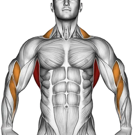 Assisted Pull-Up — Muscles worked: Lats, Rear delts, Traps, Upper back, Biceps, Forearms (Front)