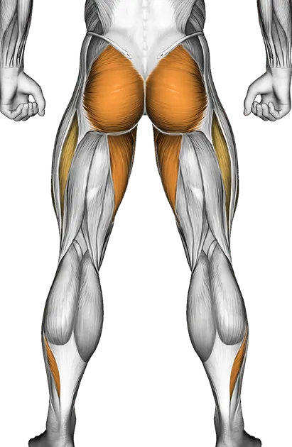 Lunge with Leg Lift — Muscles worked: Quadriceps, Glutes, Adductors, Calves (Back)