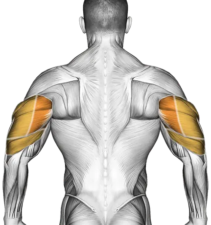 Back Kick Overhead Press — Muscles worked: Front delts, Triceps (Back)