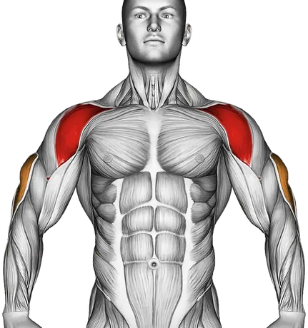 Back Kick Overhead Press — Muscles worked: Front delts, Triceps (Front)