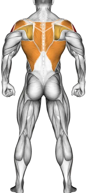 Lying Around the World — Muscles worked: Side delts, Serratus, Front delts, Rear delts, Lats, Upper back, Tibialis (Back)