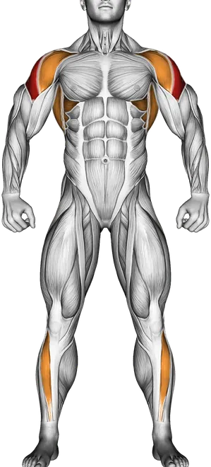 Lying Around the World — Muscles worked: Side delts, Serratus, Front delts, Rear delts, Lats, Upper back, Tibialis (Front)