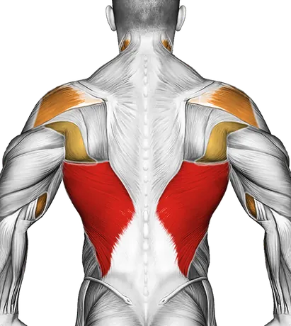 Reverse Grip Pull-Up — Muscles worked: Lats, Rear delts, Biceps, Forearms, Neck (Back)