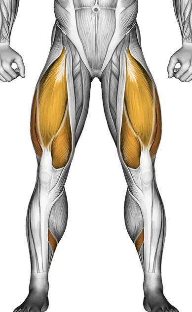 Dumbbell Romanian Deadlift — Muscles worked: Hamstrings, Glutes, Quadriceps, Calves (Front)