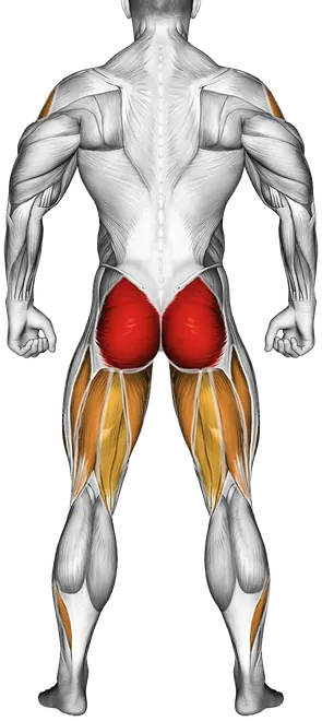 Dumbbell Swing — Muscles worked: Glutes, Chest, Serratus, Front delts, Side delts, Quadriceps, Adductors, Hamstrings, Calves (Back)