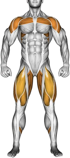 Dumbbell Swing — Muscles worked: Glutes, Chest, Serratus, Front delts, Side delts, Quadriceps, Adductors, Hamstrings, Calves (Front)