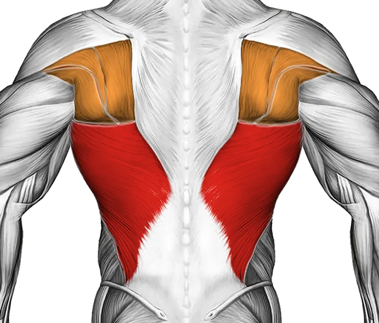 Kneeling Lat Stretch — Muscles worked: Lats, Upper back