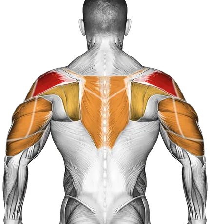 Cable Cross Over Revers Fly — Muscles worked: Rear delts, Front delts, Side delts, Upper back, Triceps (Back)
