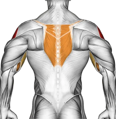 Barbell Shoulder Grip Upright Row — Muscles worked: Side delts, Serratus, Front delts, Upper back, Biceps, Forearms (Back)