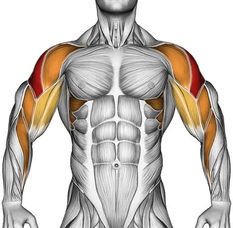 Barbell Shoulder Grip Upright Row — Muscles worked: Side delts, Serratus, Front delts, Upper back, Biceps, Forearms (Front)