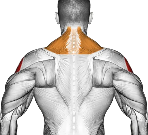 Dumbbell Incline One Arm Lateral Raise — Muscles worked: Side delts, Serratus, Front delts, Traps (Back)