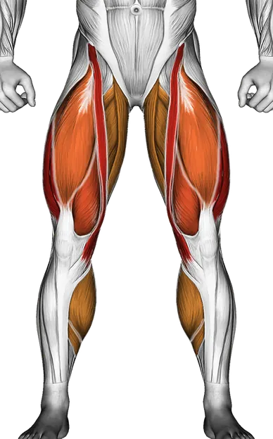 Walking on Treadmill — Muscles worked: Quadriceps, Adductors, Hamstrings, Calves (Front)