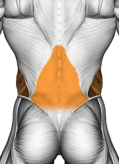 Prone Cobra Hands Interlocked — Muscles worked: Core, Obliques, Lower back (Back)
