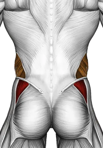 Bent Knee Lying Twist — Muscles worked: Abductors, Obliques (Back)