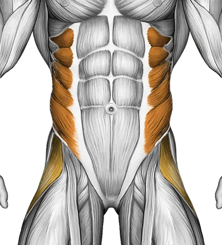 Bent Knee Lying Twist — Muscles worked: Abductors, Obliques (Front)