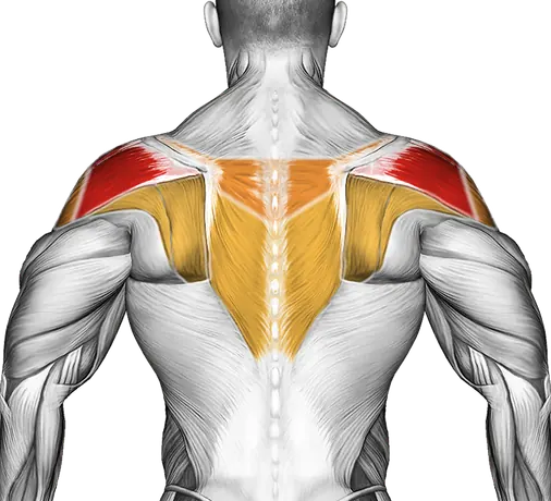 Swimmer Kicks — Muscles worked: Rear delts, Side delts, Upper back (Back)