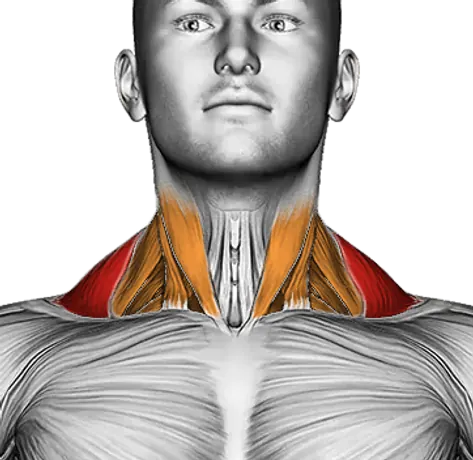 Dumbbell Incline Shrug — Muscles worked: Traps, Neck (Front)