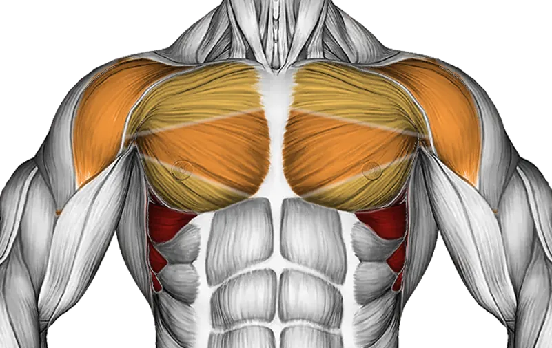 Standing Scapular Rotation — Muscles worked: Serratus, Chest, Front delts