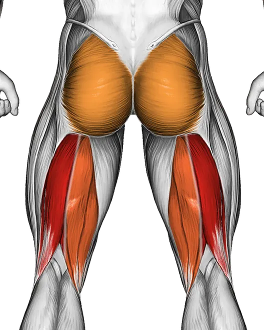 Barbell Seated Good Morning — Muscles worked: Hamstrings, Glutes