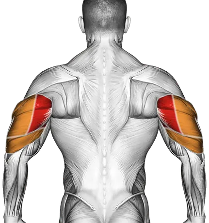 Dumbbell Standing Triceps Extension — Muscles worked: Triceps, Front delts (Back)