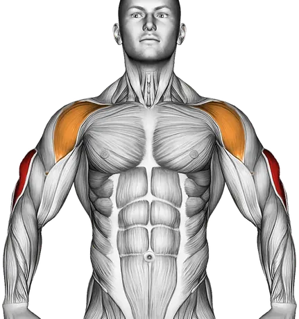 Dumbbell Standing Triceps Extension — Muscles worked: Triceps, Front delts (Front)