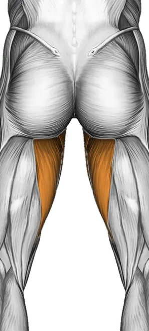 Vertical Leg Raise (on Parallel Bars) — Muscles worked: Core, Abductors, Quadriceps, Adductors (Back)