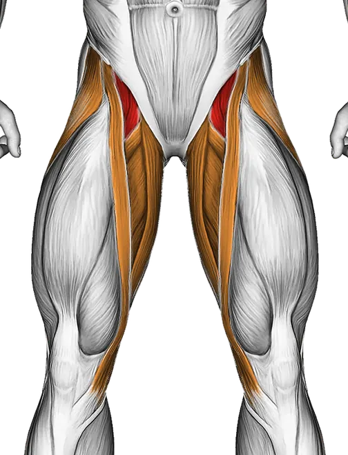 Vertical Leg Raise (on Parallel Bars) — Muscles worked: Core, Abductors, Quadriceps, Adductors (Front)