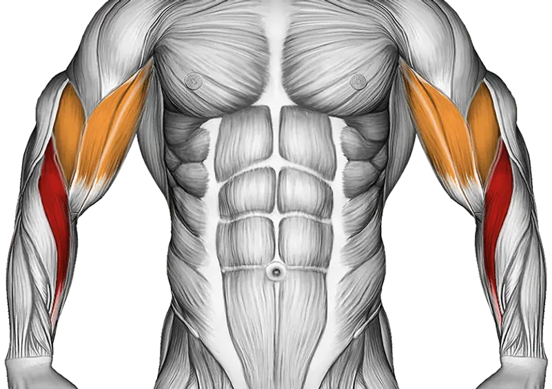 Weighted Standing Curl — Muscles worked: Forearms, Biceps