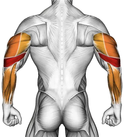 Cable Reverse Grip Pushdown — Muscles worked: Triceps, Forearms (Back)