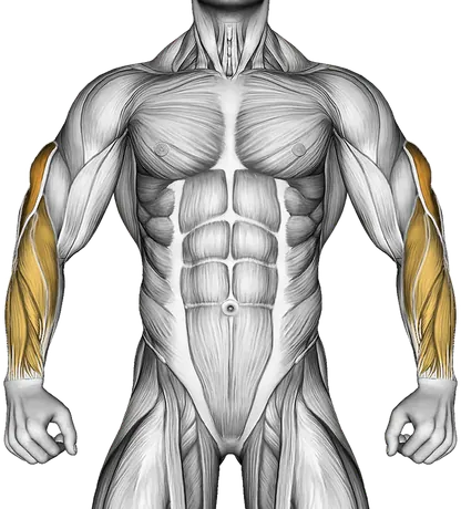 Cable Reverse Grip Pushdown — Muscles worked: Triceps, Forearms (Front)