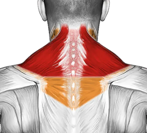 Barbell Shrug — Muscles worked: Traps, Upper back, Neck (Back)