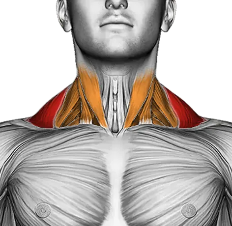 Barbell Shrug — Muscles worked: Traps, Upper back, Neck (Front)