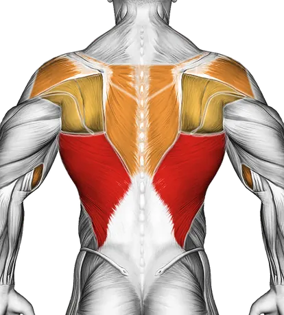 Bench Pull-Up — Muscles worked: Lats, Rear delts, Upper back, Biceps, Forearms (Back)