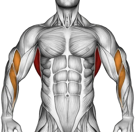 Bench Pull-Up — Muscles worked: Lats, Rear delts, Upper back, Biceps, Forearms (Front)