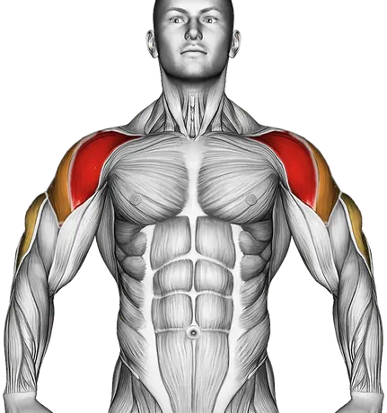 Dumbbell Alternate Side Press — Muscles worked: Front delts, Side delts, Triceps (Front)