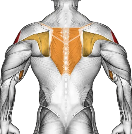 Cable Upright Row — Muscles worked: Side delts, Serratus, Front delts, Upper back, Biceps, Forearms (Back)