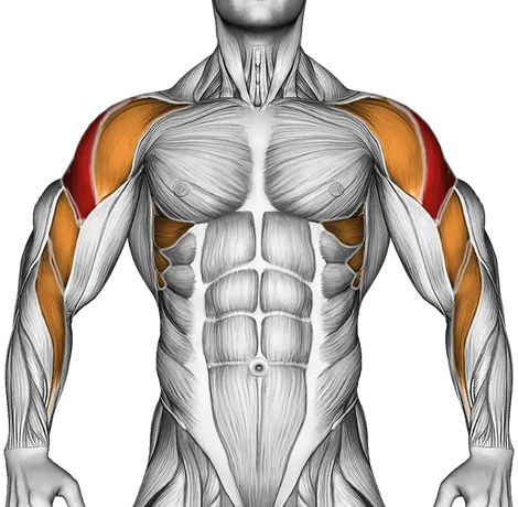 Cable Upright Row — Muscles worked: Side delts, Serratus, Front delts, Upper back, Biceps, Forearms (Front)