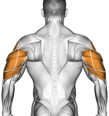 Dumbbell Incline Raise — Muscles worked: Front delts, Chest, Serratus, Side delts, Triceps (Back)