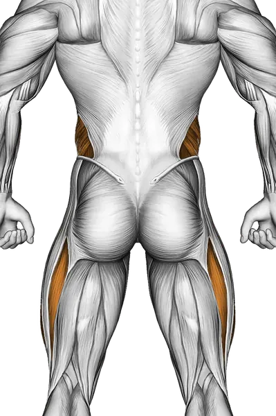 Lying Toe Tap — Muscles worked: Core, Obliques, Quadriceps (Back)