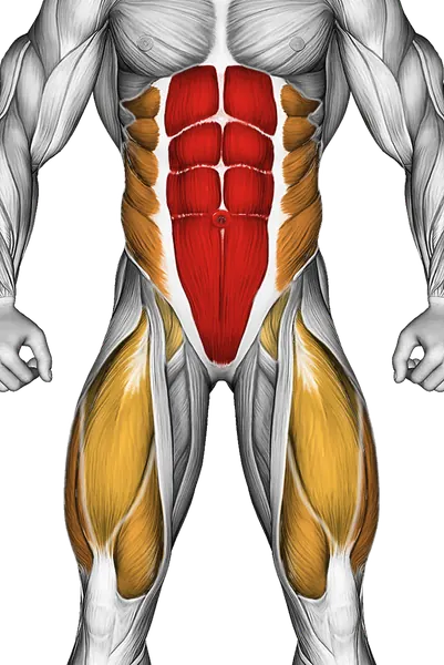 Lying Toe Tap — Muscles worked: Core, Obliques, Quadriceps (Front)
