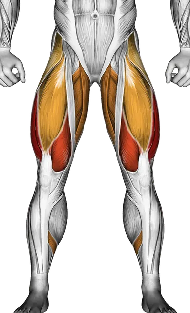 Side Lunge — Muscles worked: Quadriceps, Glutes, Abductors, Adductors, Hamstrings, Calves (Front)