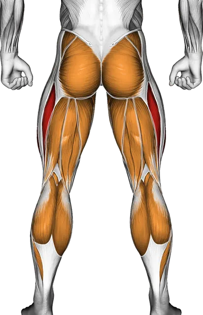 Barbell Curtsey Lunge — Muscles worked: Quadriceps, Glutes, Abductors, Adductors, Hamstrings, Calves (Back)
