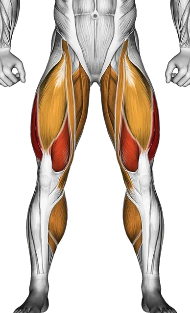 Barbell Curtsey Lunge — Muscles worked: Quadriceps, Glutes, Abductors, Adductors, Hamstrings, Calves (Front)
