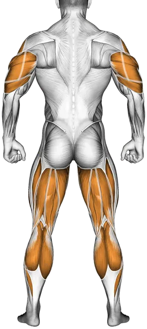 Kettlebell Thruster — Muscles worked: Front delts, Chest, Serratus, Side delts, Triceps, Quadriceps, Adductors, Hamstrings, Calves (Back)