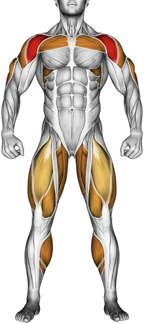 Kettlebell Thruster — Muscles worked: Front delts, Chest, Serratus, Side delts, Triceps, Quadriceps, Adductors, Hamstrings, Calves (Front)