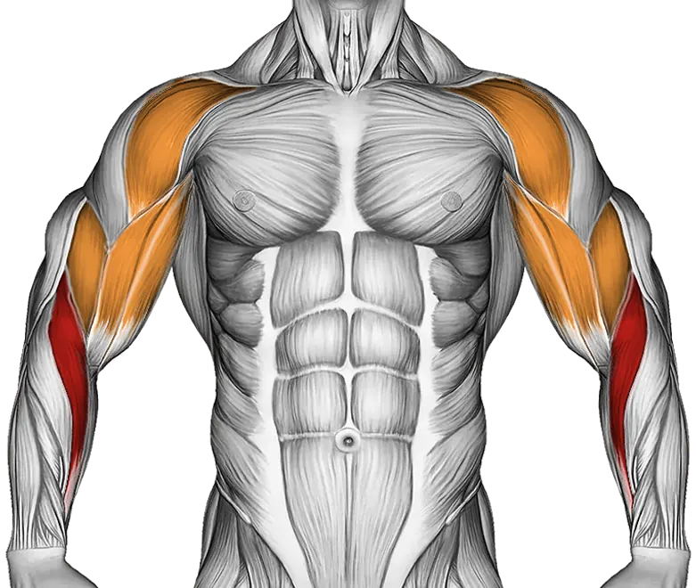 Dumbbell Lying Supine Curl — Muscles worked: Forearms, Front delts, Biceps